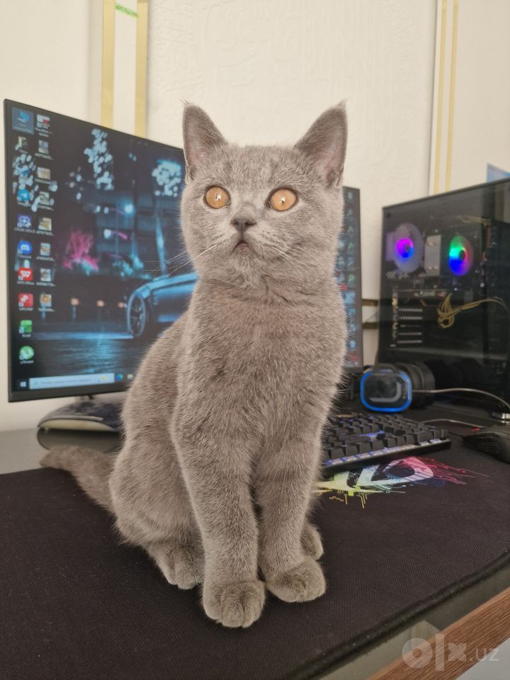 400 000 сум