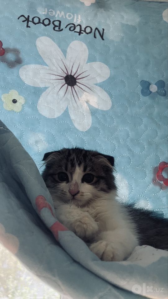 250 000 сум