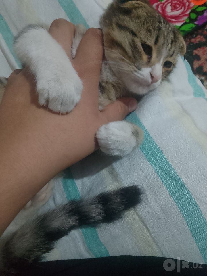 300 000 UZS