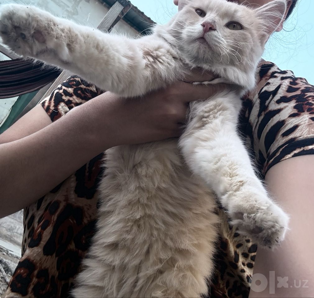 Бесплатно
