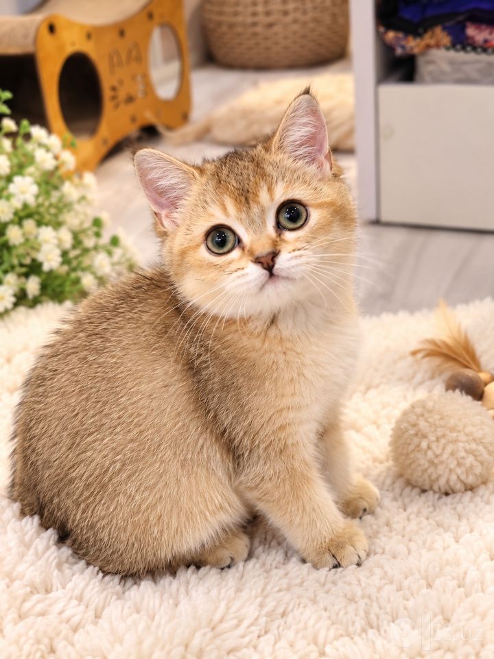 1 700 000 сум