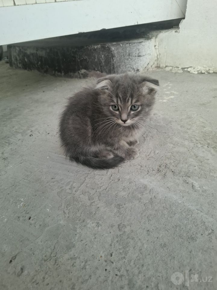 200 000 сум