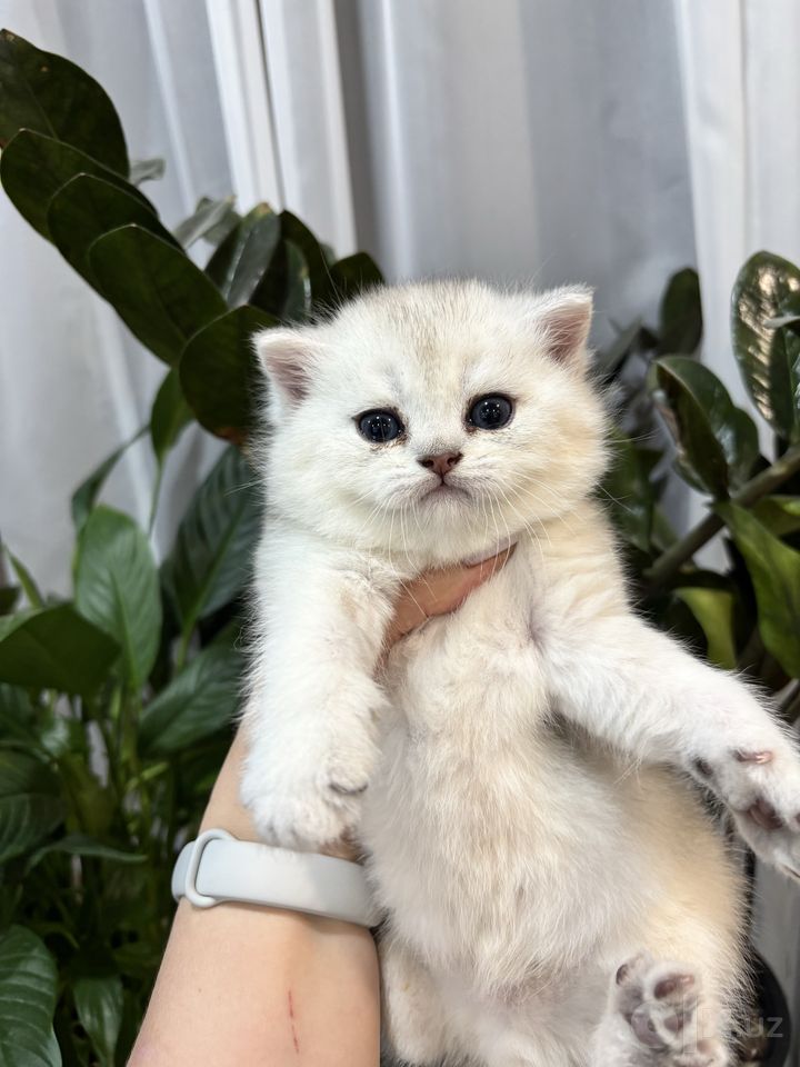 220 USD