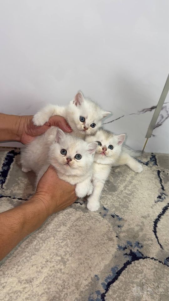2 500 000 сум