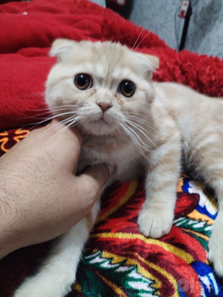 1 000 000 сум