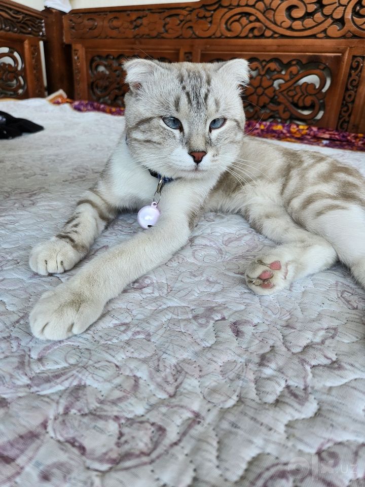 Бесплатно