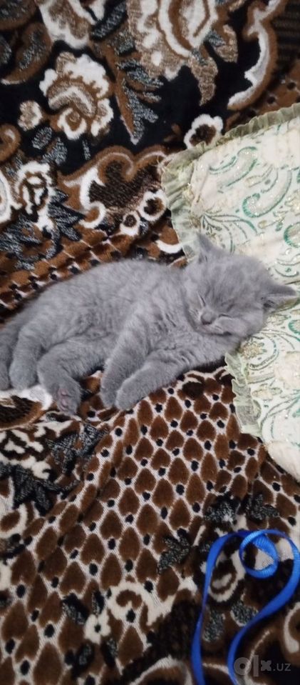 500 000 сум