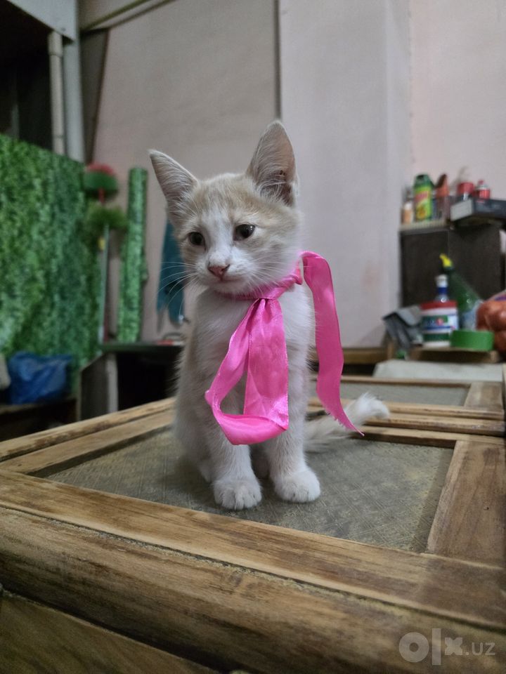 Бесплатно
