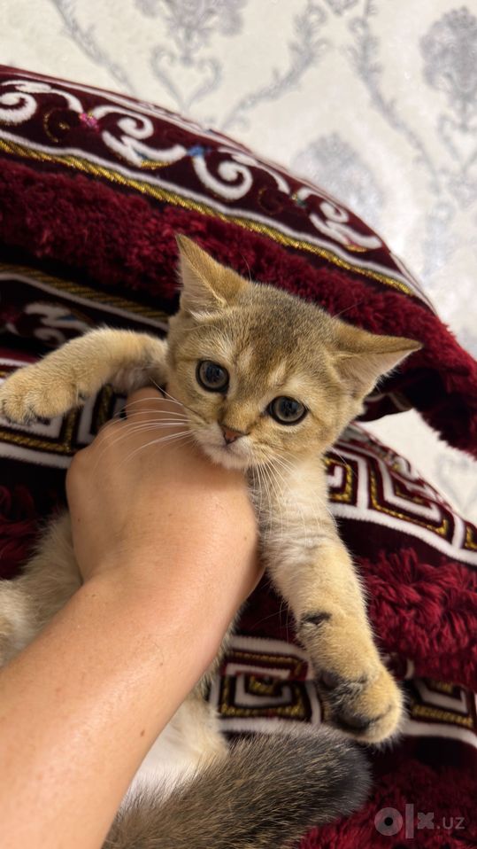 3 000 000 сум