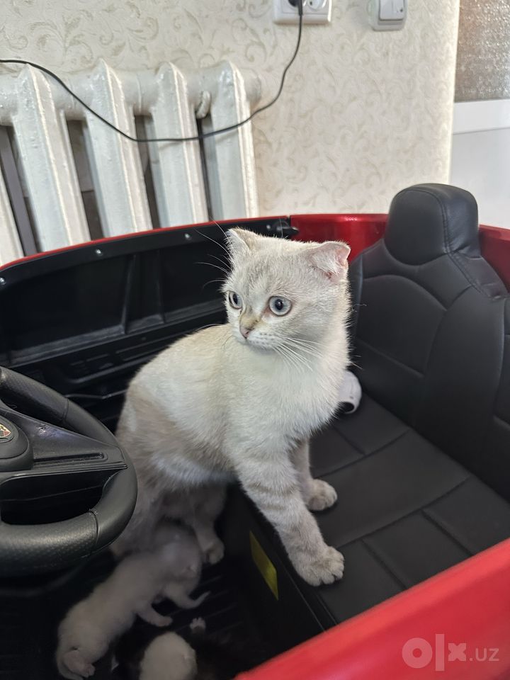 Бесплатно