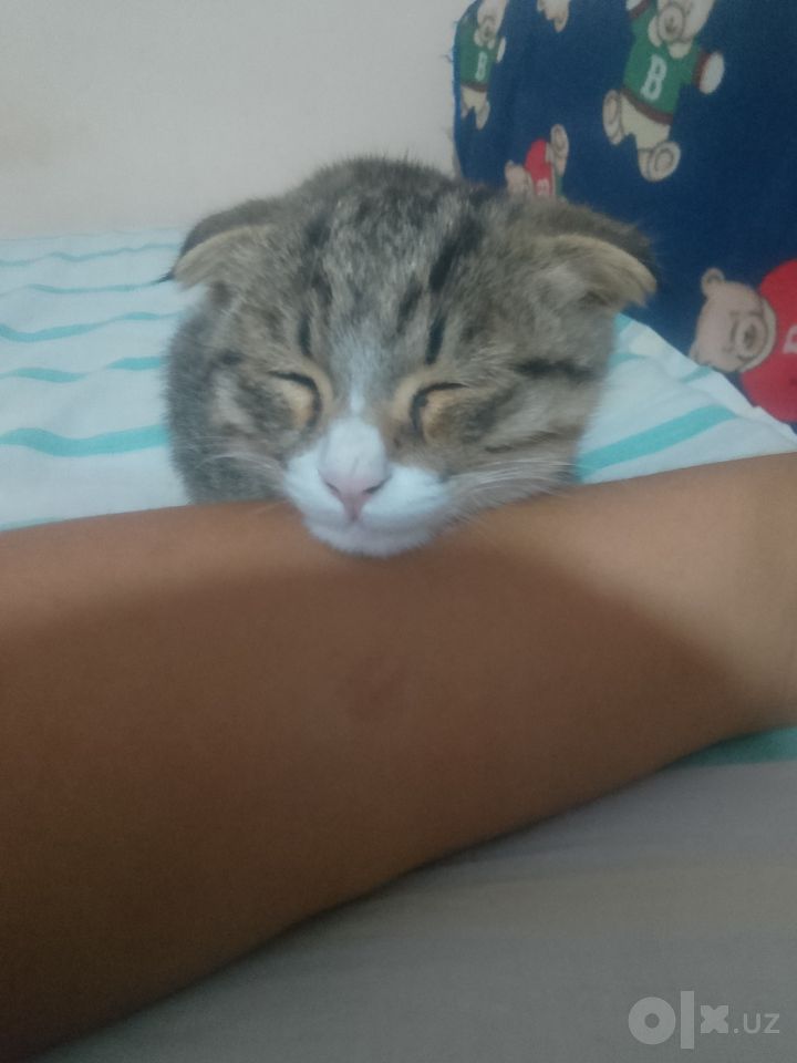 300 000 UZS