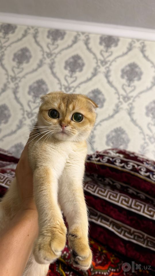 3 000 000 сум