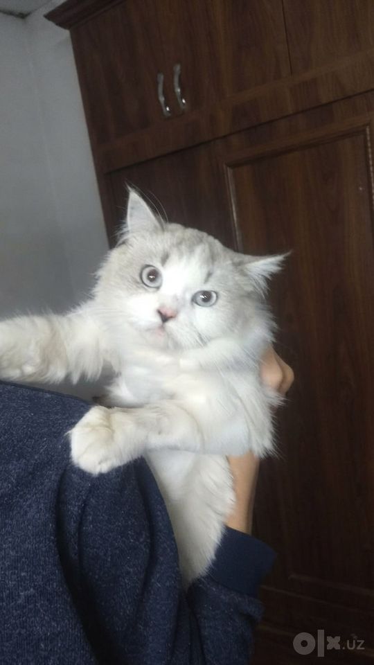 Бесплатно