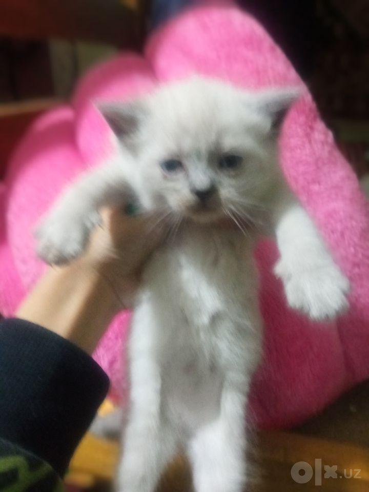 1 300 000 UZS