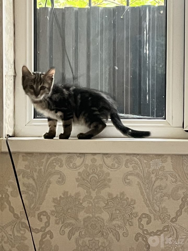 Бесплатно