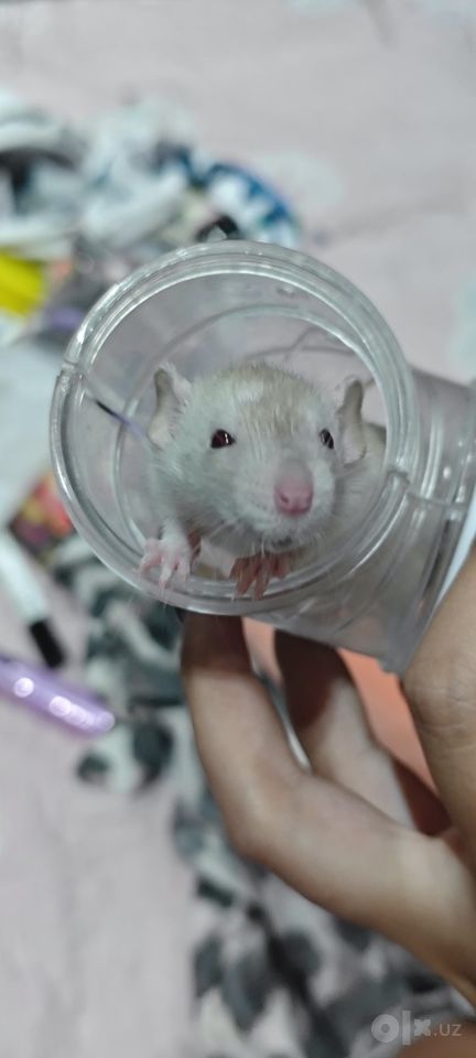 50 000 сум