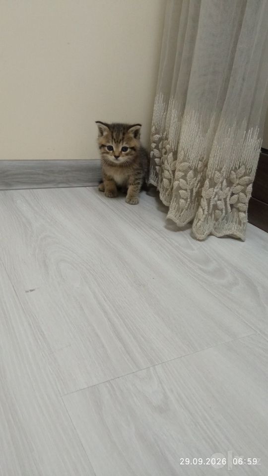 Бесплатно