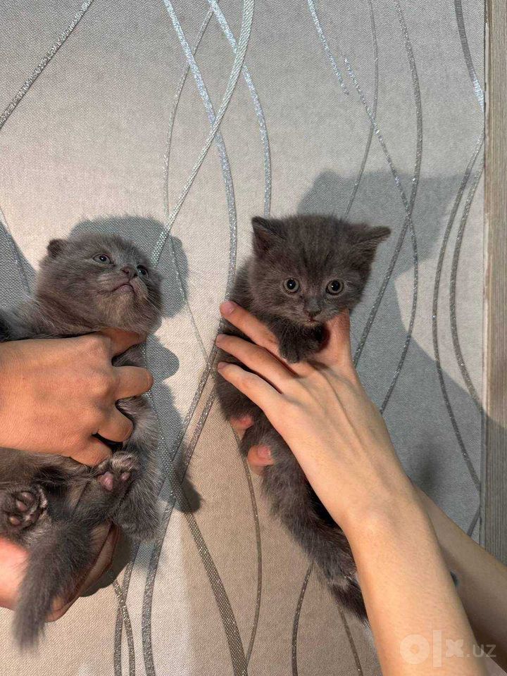 55 USD
