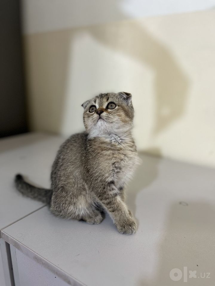 450 000 сум