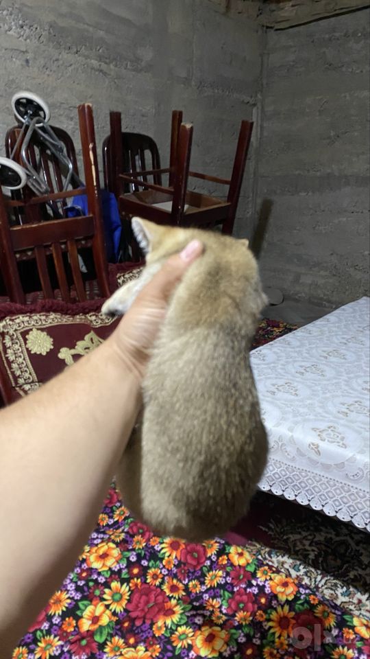 110 USD