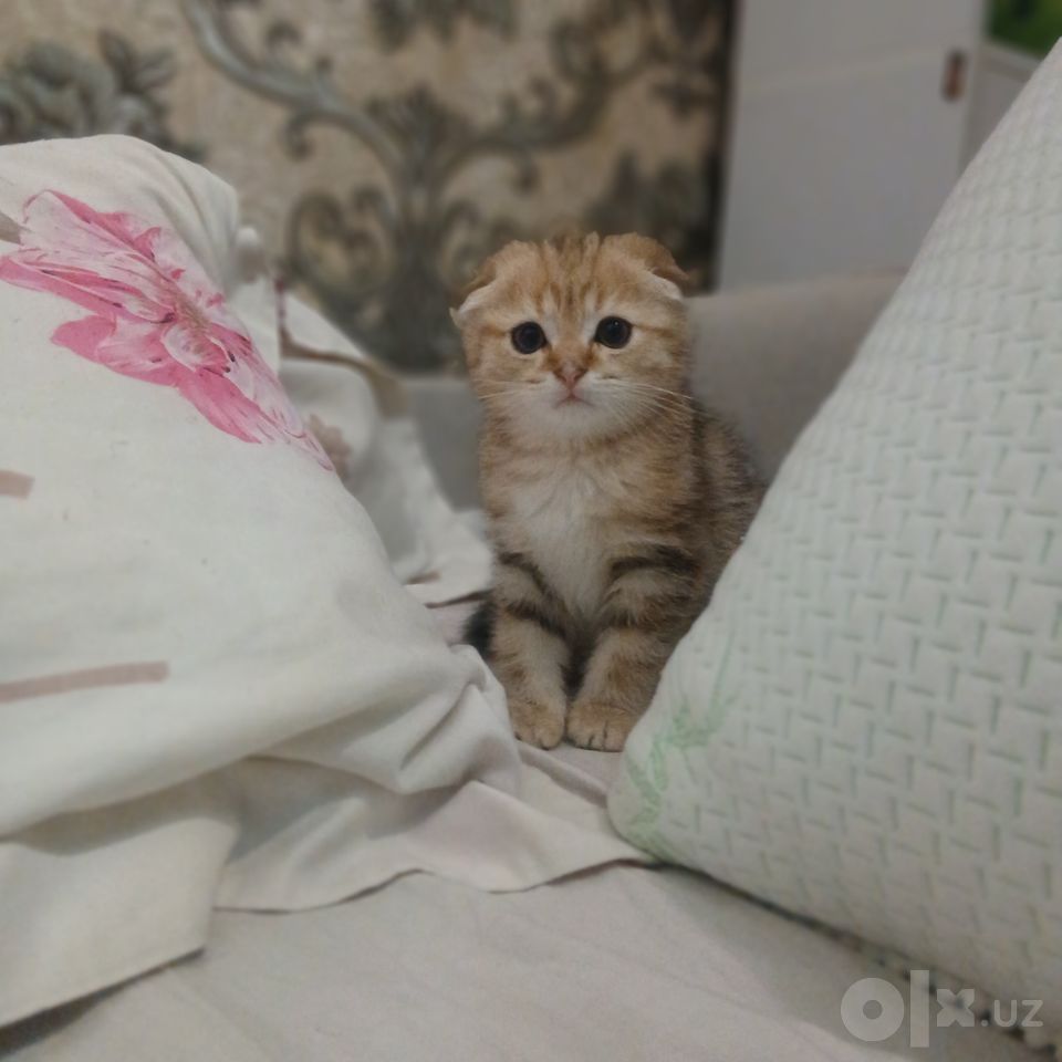 800 000 UZS