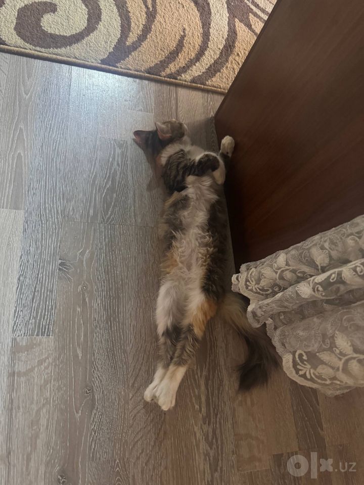 Бесплатно