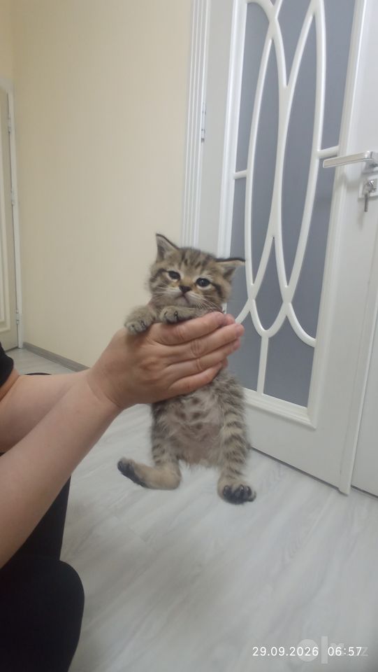 Бесплатно