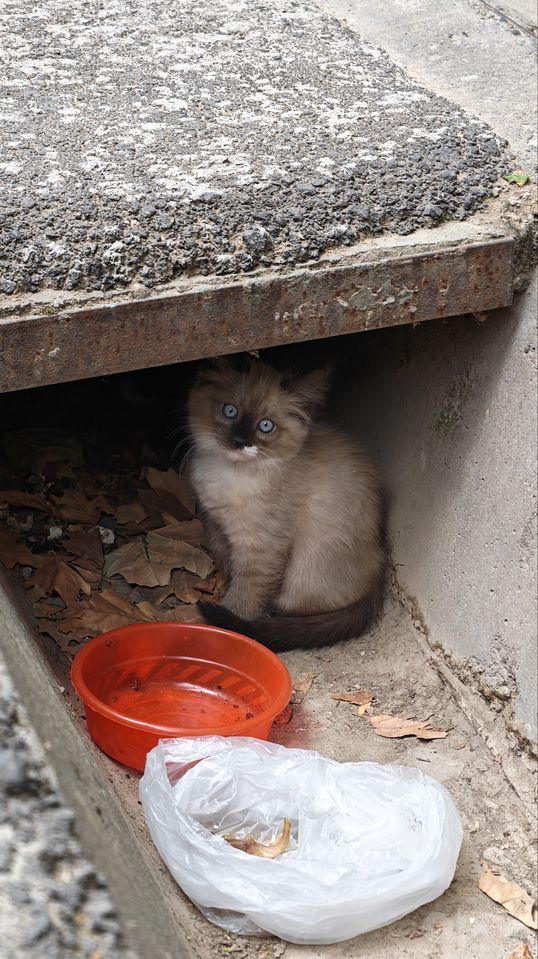 Бесплатно