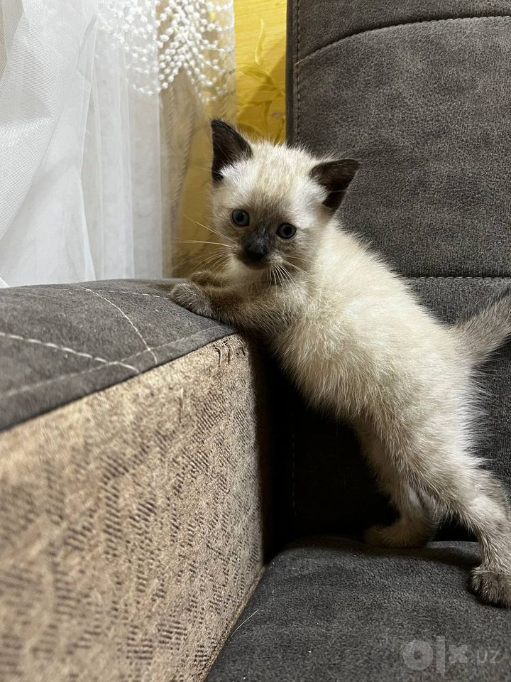 400 000 сум
