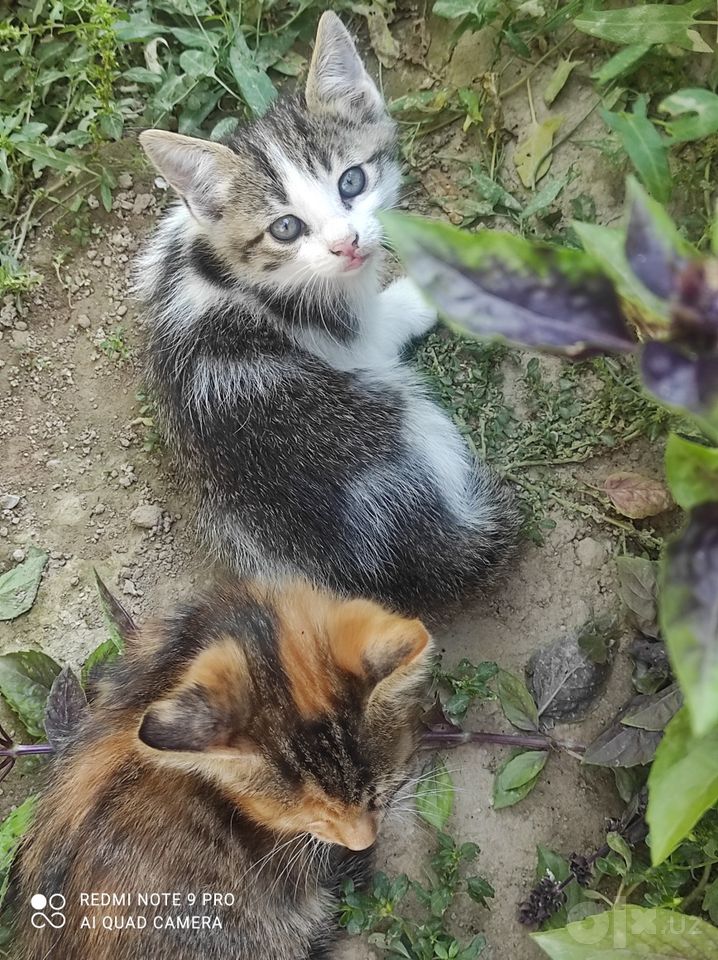 Бесплатно