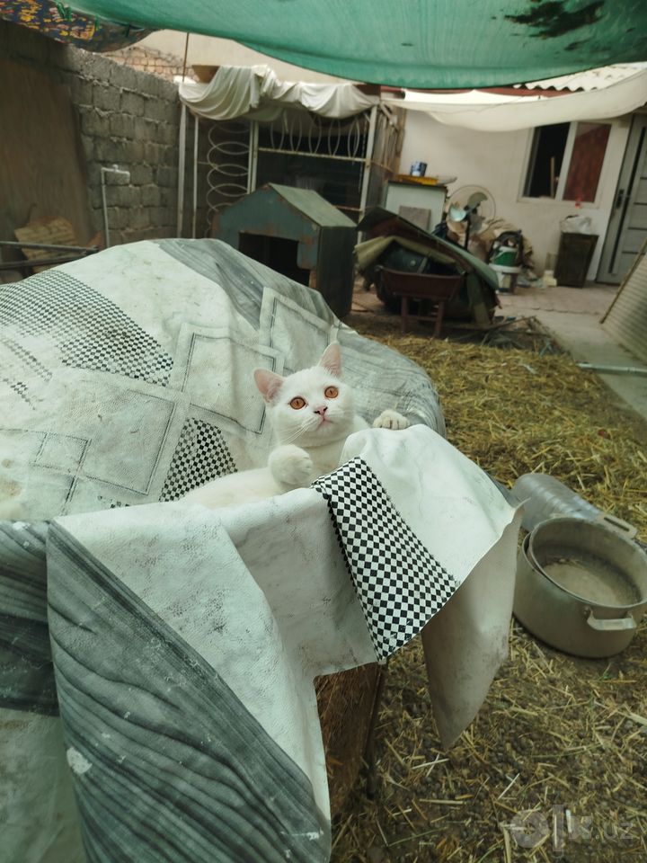 400 000 сум