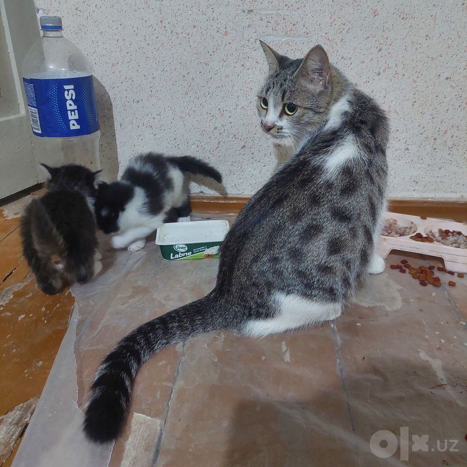 Free