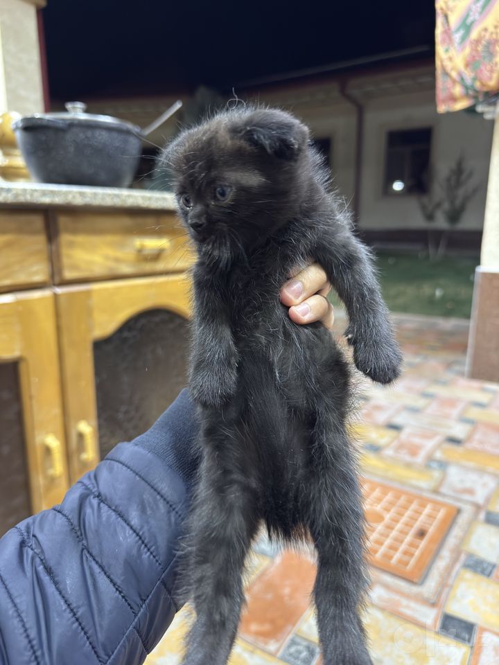 60 USD
