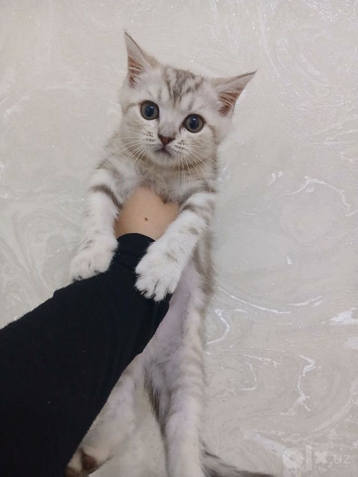 500 000 сум