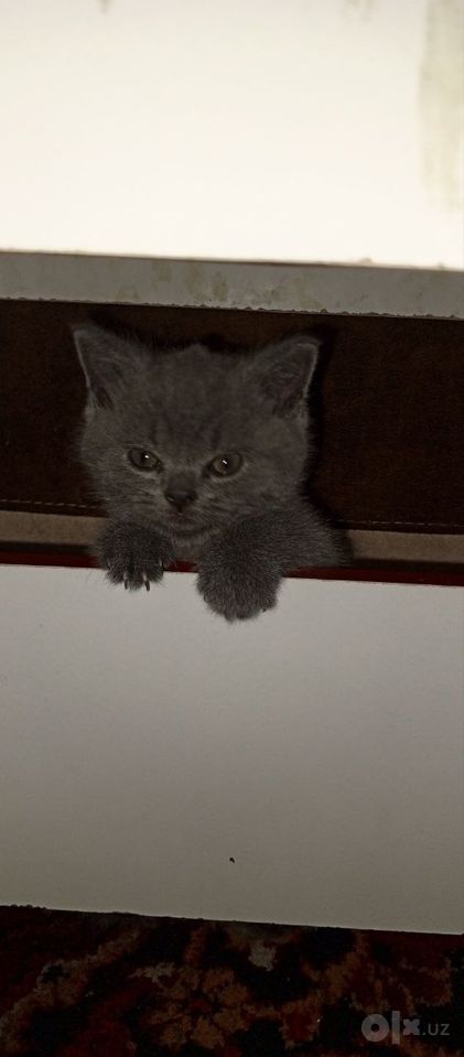 500 000 сум