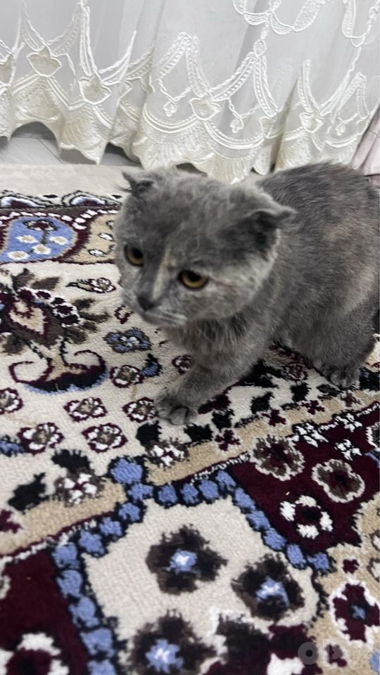 500 000 сум