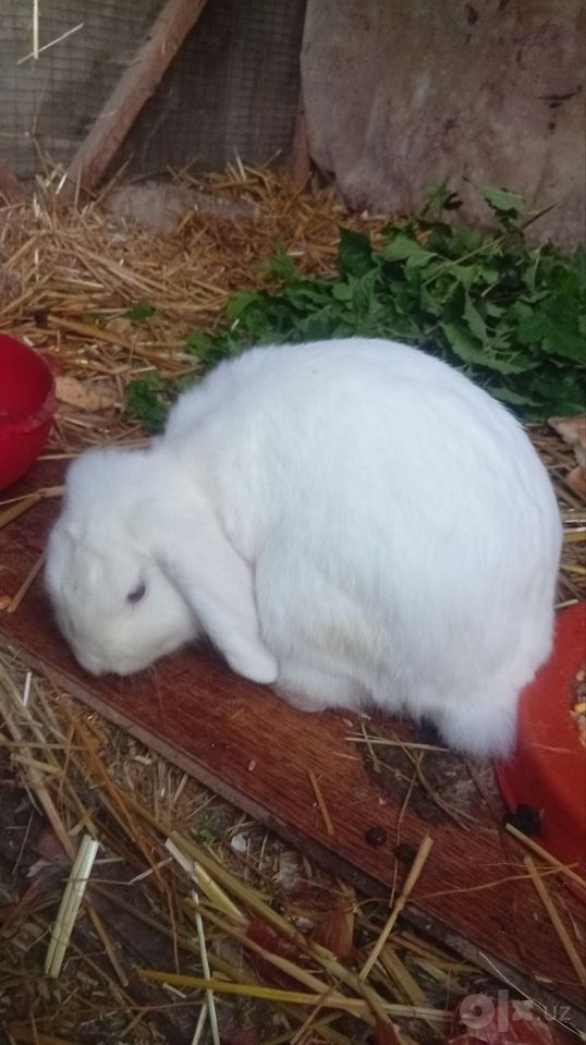 500 000 сум