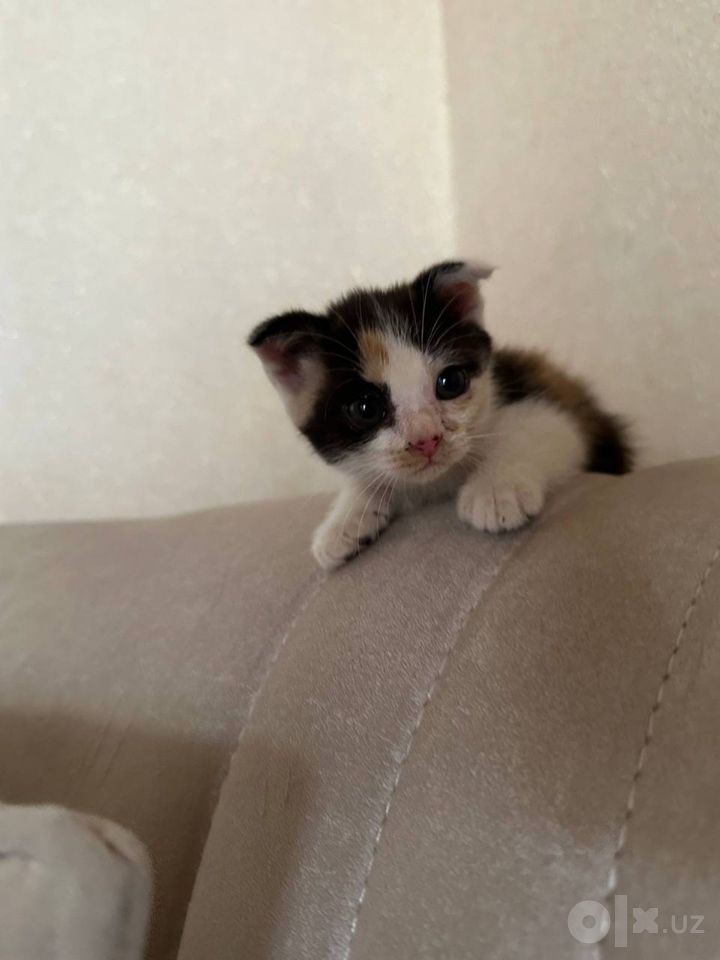 400 000 сум