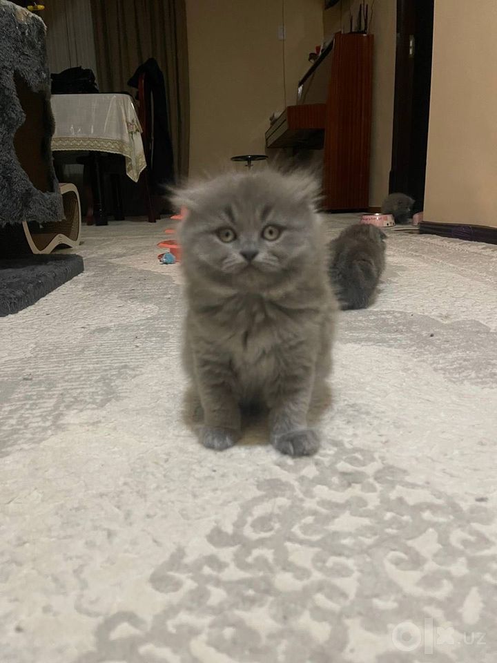 1 250 000 сум