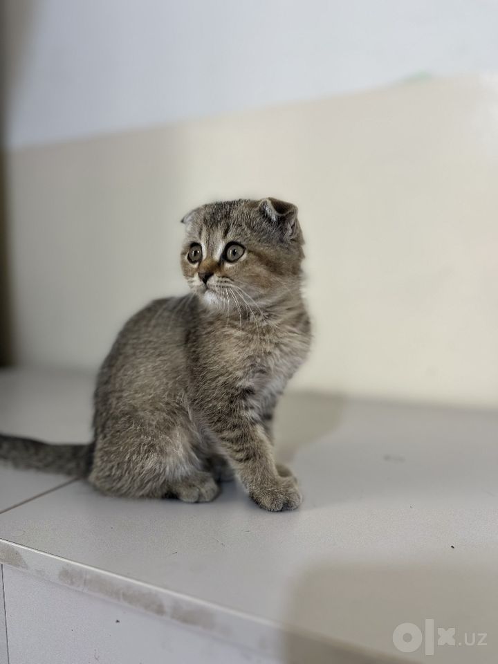 450 000 сум
