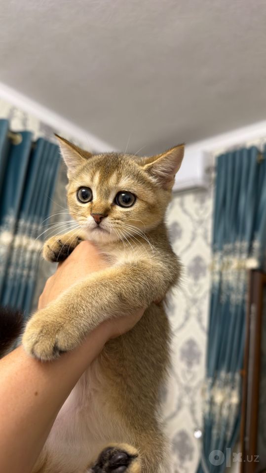 3 000 000 сум