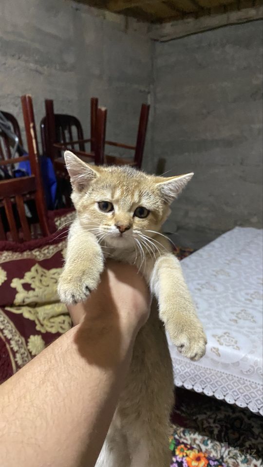 110 USD