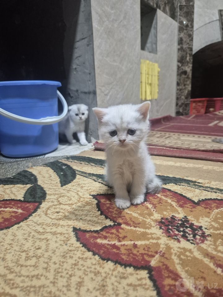 1 200 000 сум
