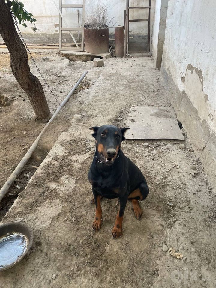 Бесплатно