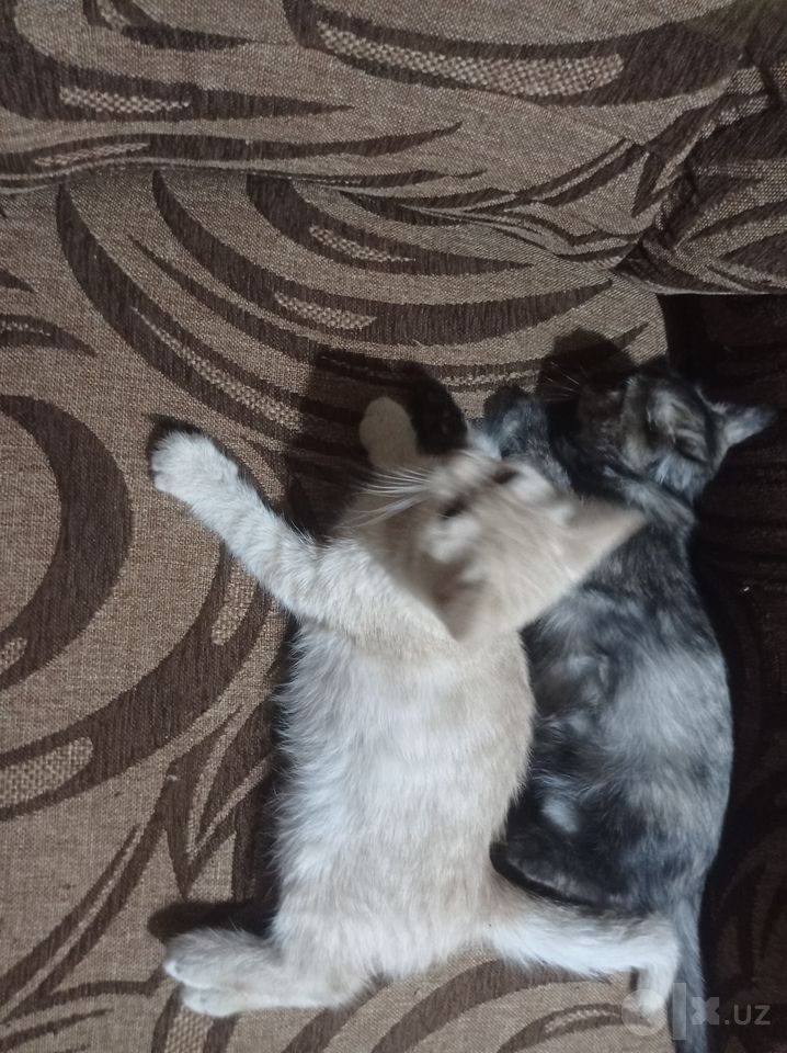 Бесплатно