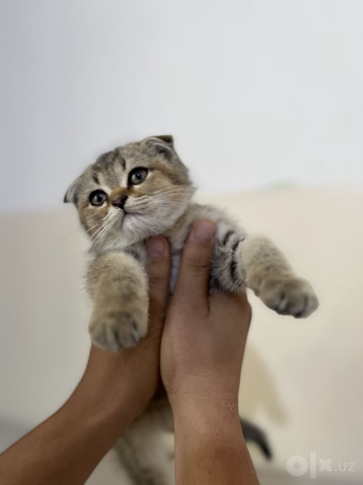 450 000 сум