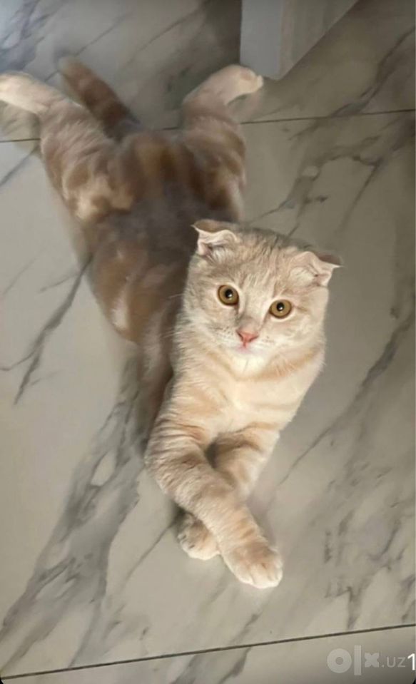 100 000 сум