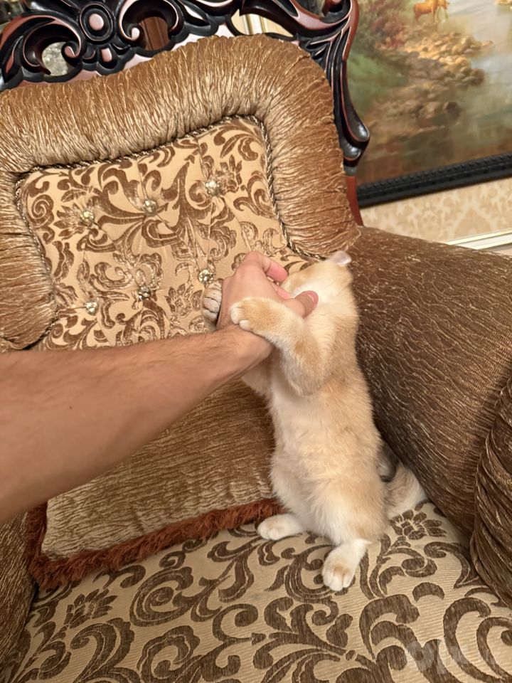 800 000 сум