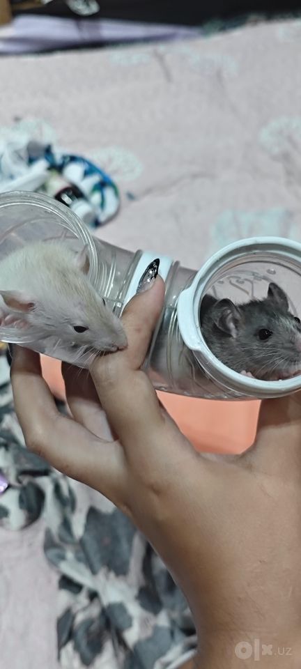 50 000 сум