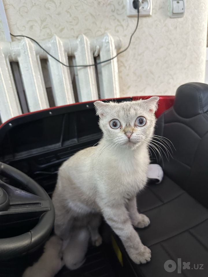 Бесплатно